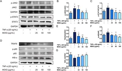 Morinda officinalis iridoid glycosides, as an inhibitor of GSK-3β, alleviates rheumatoid arthritis through inhibition of NF-κB and JAK2/STAT3 pathway